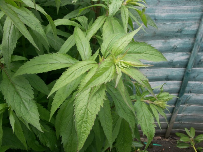 PICT0084 (1280x960).jpg