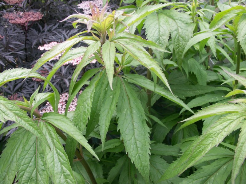 PICT0085 (1280x960).jpg