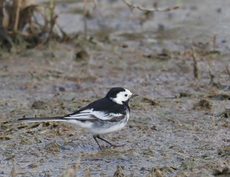 pied wagtail 2021A.jpg