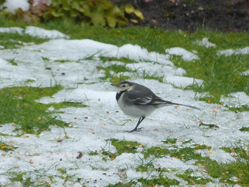 Pied Wagtail- garden.JPG