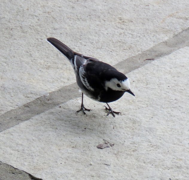 Pied Wagtail - Holme (2).JPG