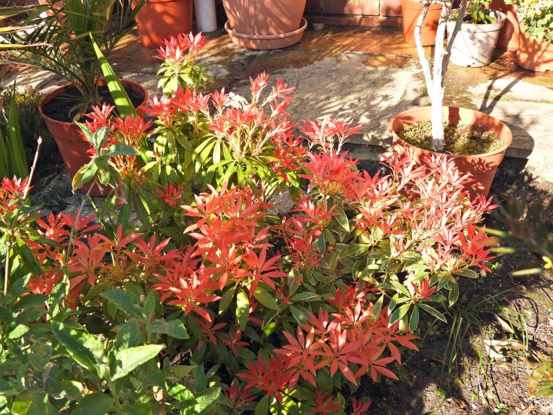 Pieris 1.JPG
