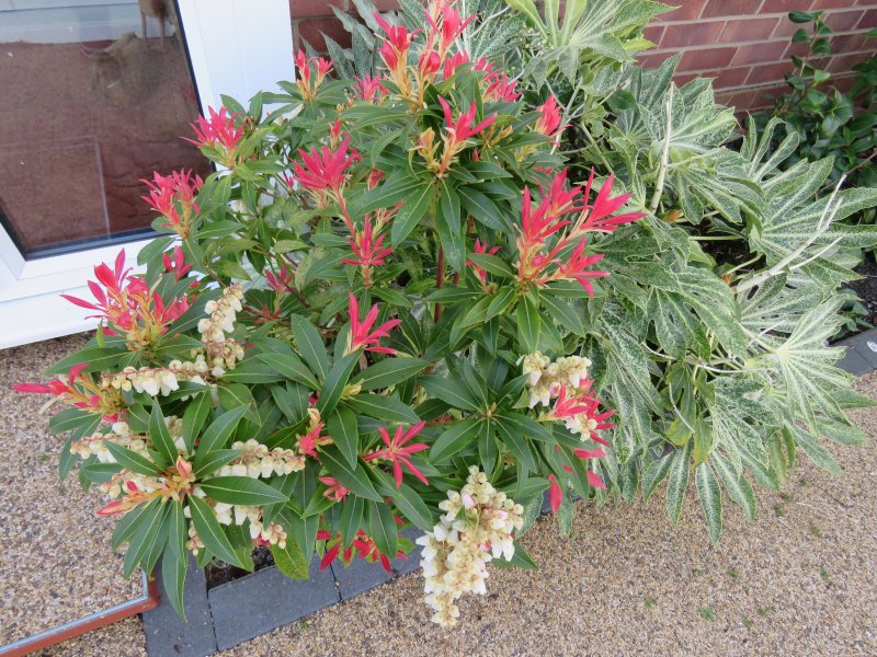 PIERIS.JPG