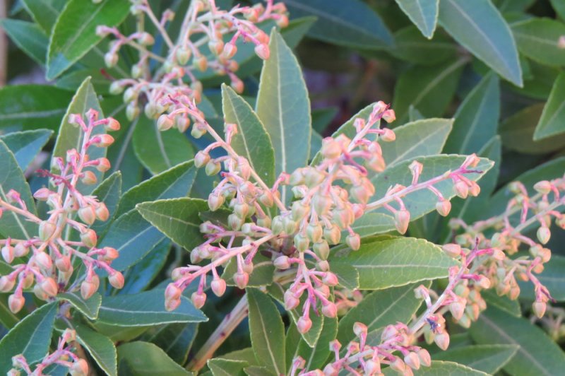 Pieris.jpg