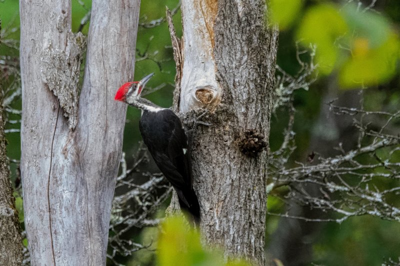 pileated.jpg