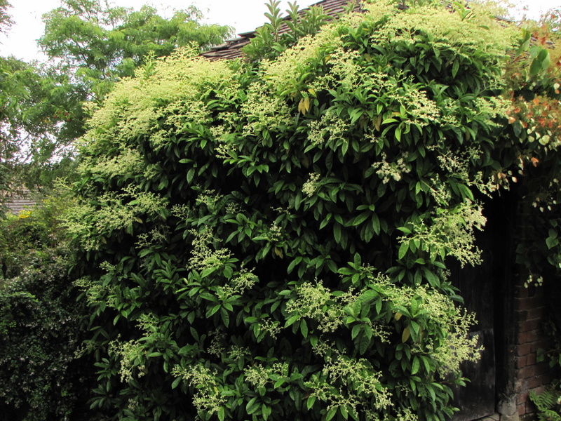 PILEOSTEGIA  VIBURNOIDES 04-09-2009 13-05-22.JPG