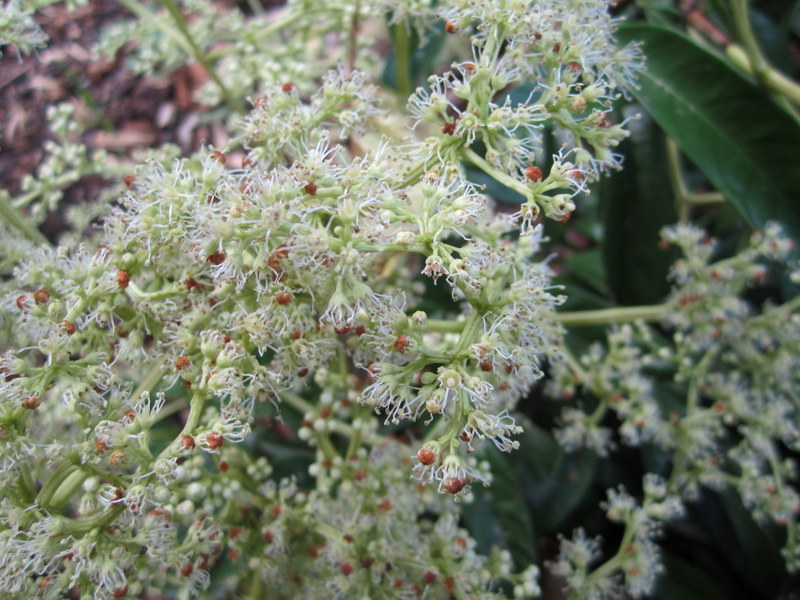 PILEOSTEGIA  VIBURNOIDES 21-09-2010 15-49-24.JPG