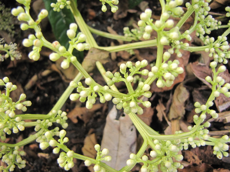 PILEOSTEGIA  VIBURNOIDES 21-09-2010 15-51-23.JPG