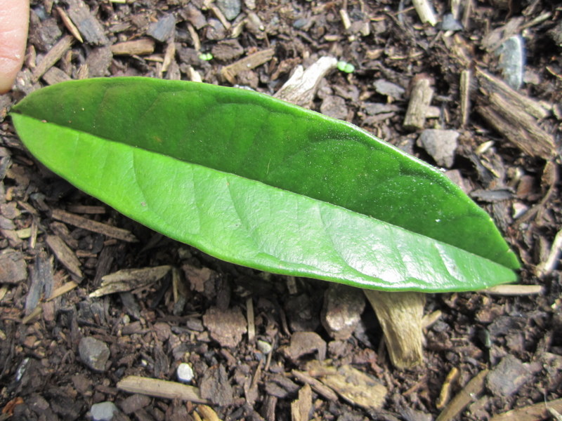 PILEOSTEGIA  VIBURNOIDES 21-09-2010 15-51-46.JPG