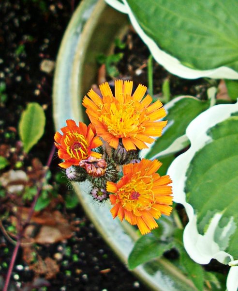 Pilosella aurantiaca.JPG