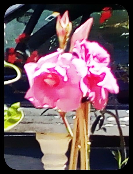 Pina Mandy 4 Jun.jpg