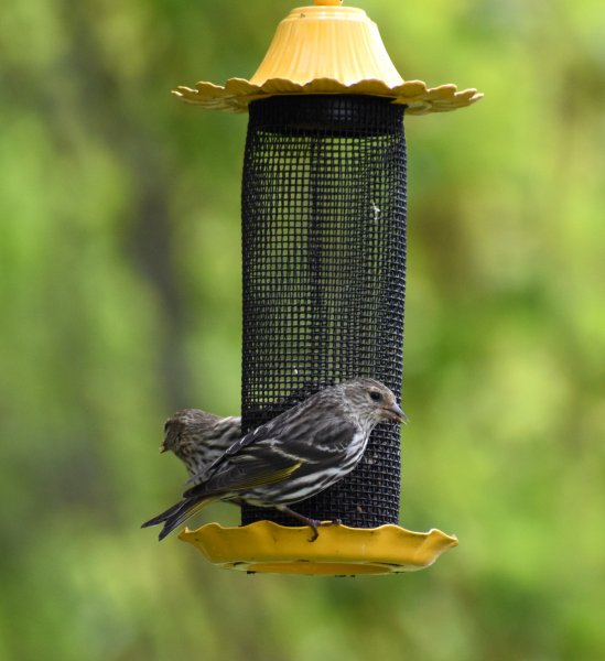 Pine Siskin.jpg