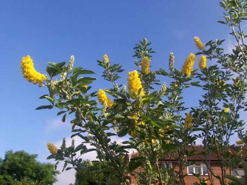 Pineapple Broom,Cystus.jpg