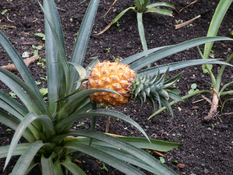 Pineapple.JPG