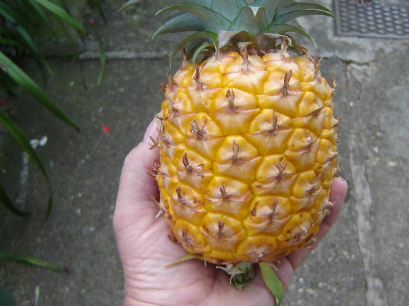 pineapple.jpg