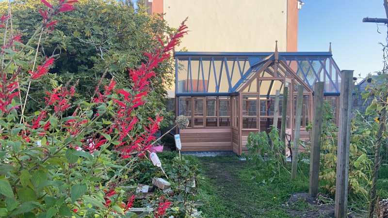Pineapple sage and new greenhouse.jpg