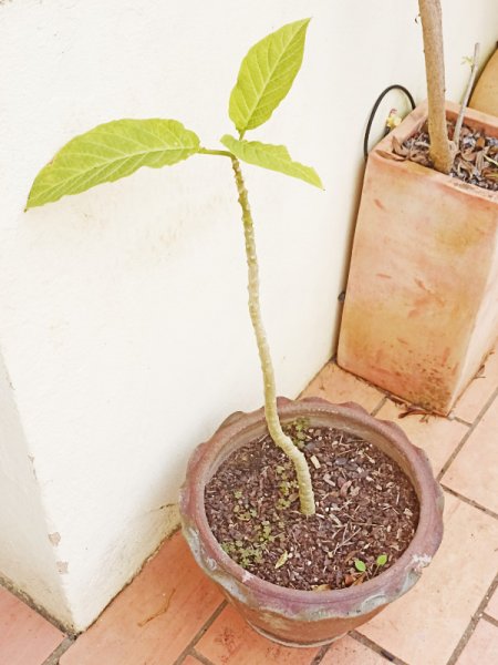 Pink Brug 12 Feb 23.jpg