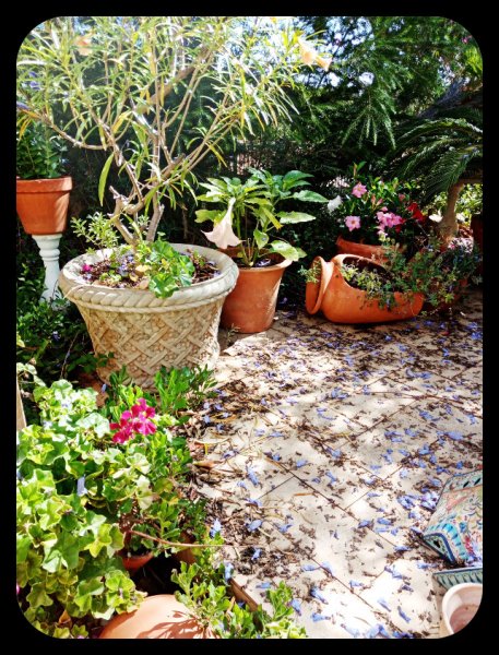 Pink Brug2 18 Jun 22.jpg