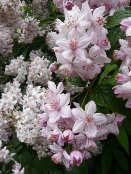 Pink bush by steps to garden -.JPG