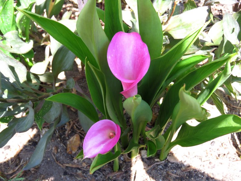 pink calla.JPG