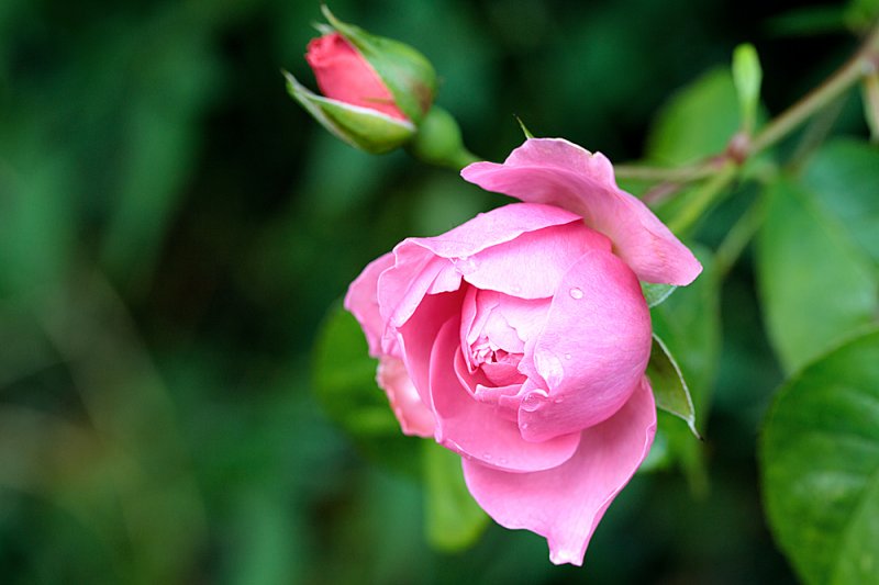 Pink-D-Austen-Rose.jpg