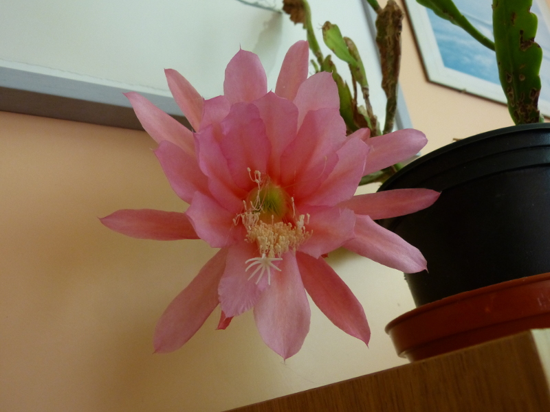 Pink Epiphyllum.JPG