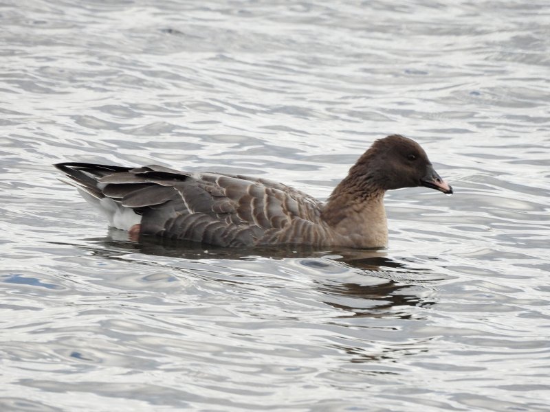 Pink Footed Goose (7).jpg