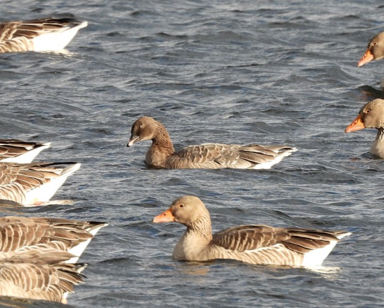 Pink Footed Goose (9).jpg