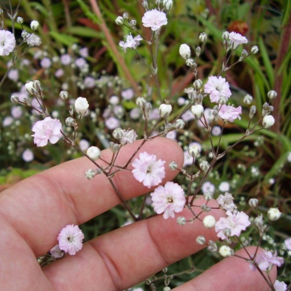 pink-gypsophila.jpg