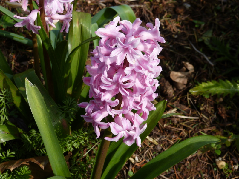 Pink hyacinth.JPG