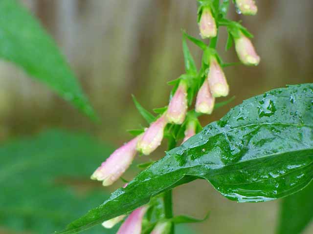 pink lutea.jpg
