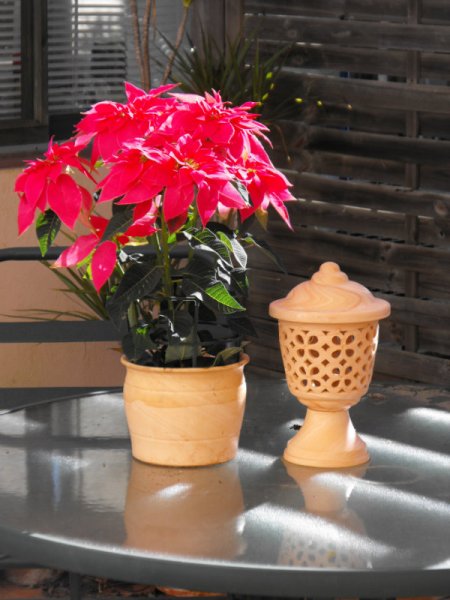 Pink Patio Poinsettia2.jpg