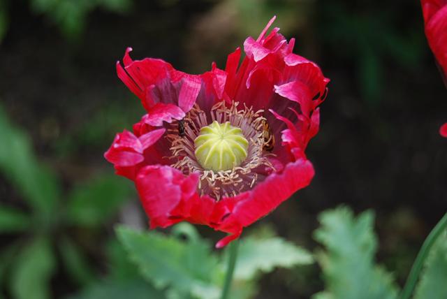 pink poppy 1.JPG