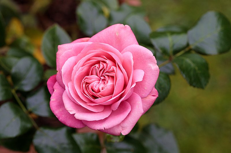 Pink-Rose-2.jpg