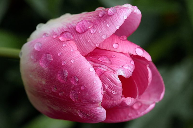 Pink-tulip-droplets.jpg