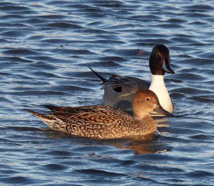 Pintail 4.JPG