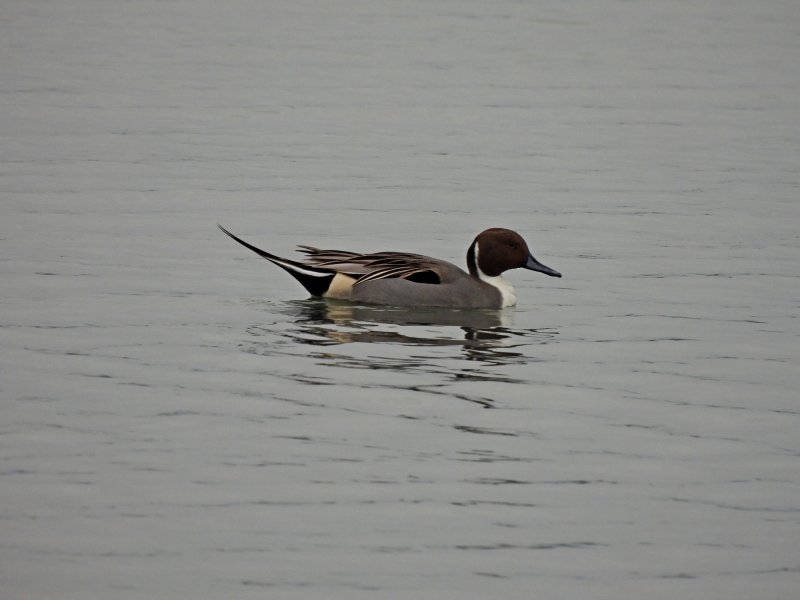 pintail.JPG