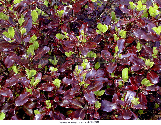 pittosporum-tenuifolium-tom-thumb-garden-evergreen-foliage-shrub-a0e098.jpg