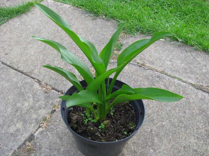 plant 001.JPG