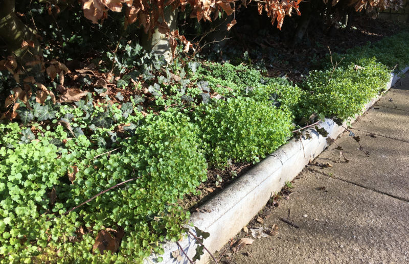 plant 2018-03-27 at 15.12.31.png