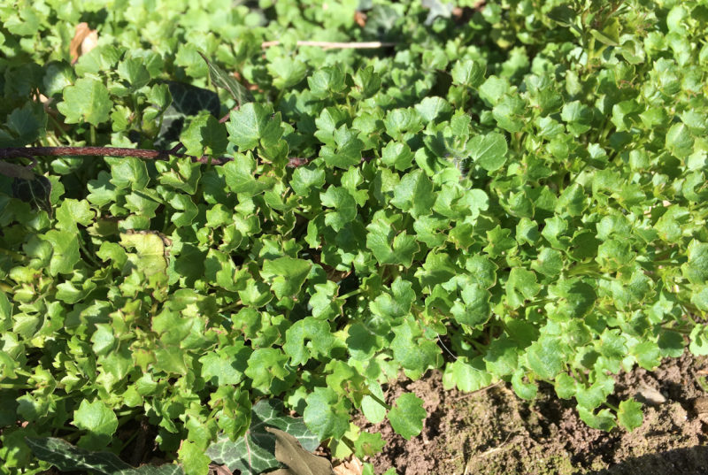 plant closeup 2018-03-27 at 15.31.18.png