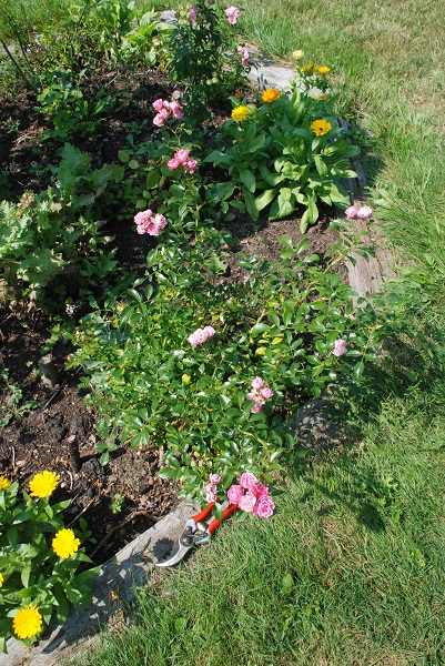 plant identification 004.JPG