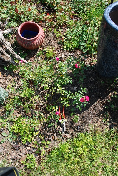 plant identification 006.JPG