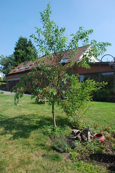 plant identification 007.JPG