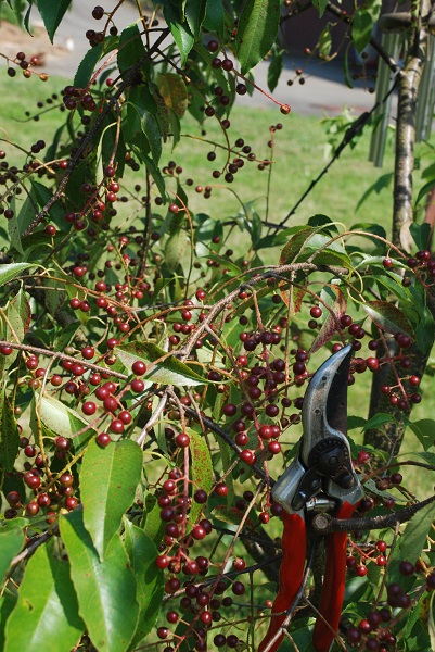 plant identification 011.JPG