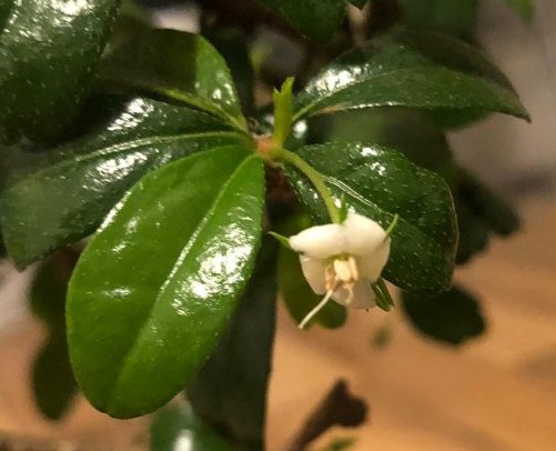 Plant leaf & flower.jpg