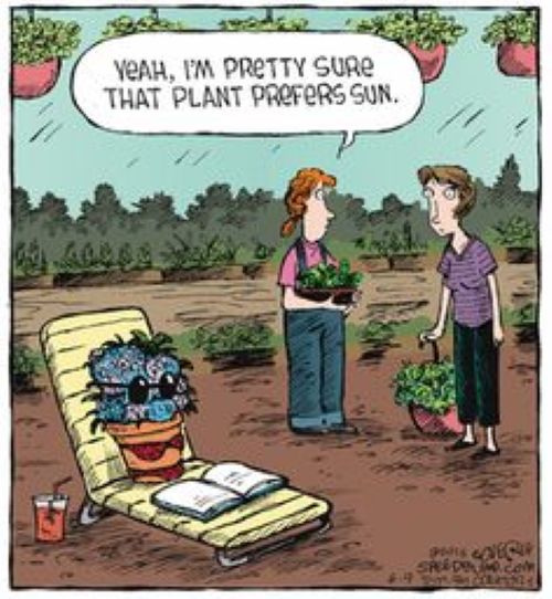 Plant prefers sun.jpg