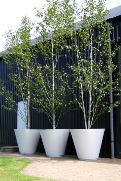 planting-a-Silver-birch-architectural.jpg