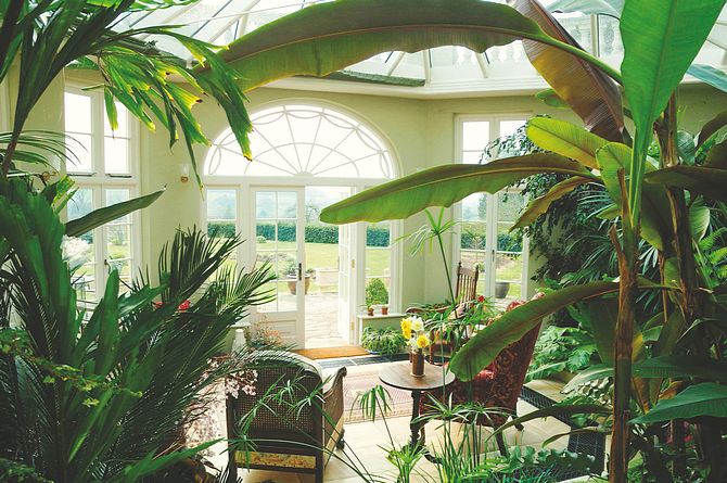 plants-in-the-orangery.jpg