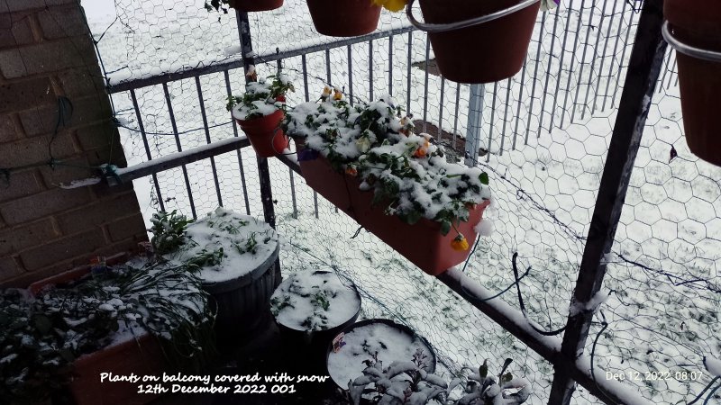 Plants on balcony covered with snow 12th December 2022 001.jpg